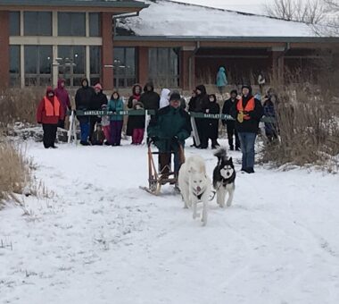 Winterfest sled dogs